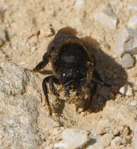 Réf. 227 922 : Megachile parietina